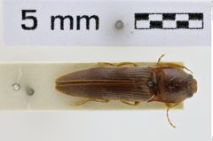 Foto (Dorsalansicht) von Harminius nihonicus (NHMW-ZOO-COL-0008946)
